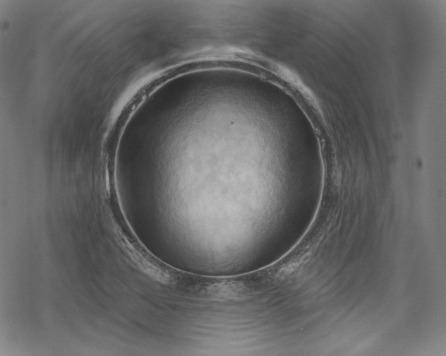 X0000068741368200605051440