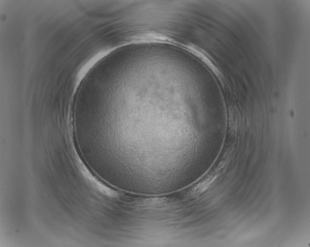 X0000068741387200605051440