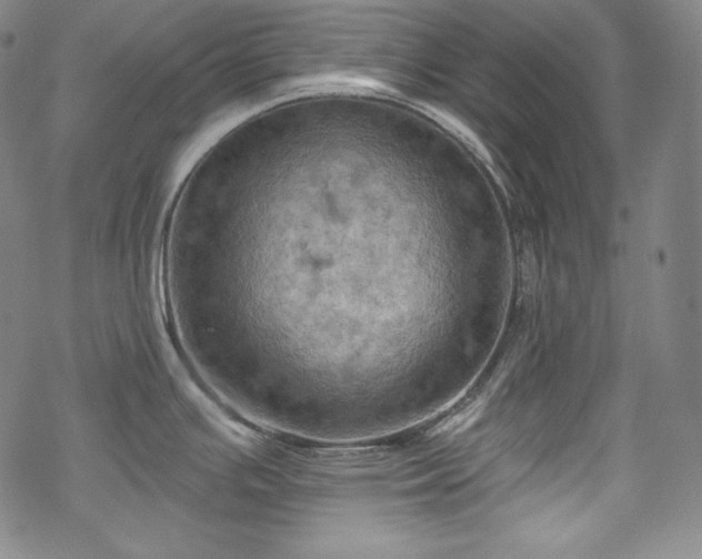 X0000068741391200605051440