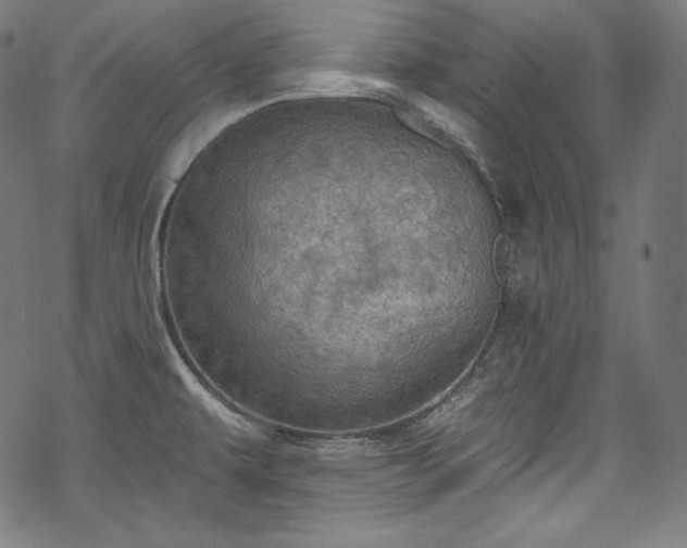 X0000068741479200605051438