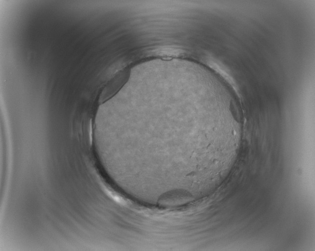 X0000068740013200605121556