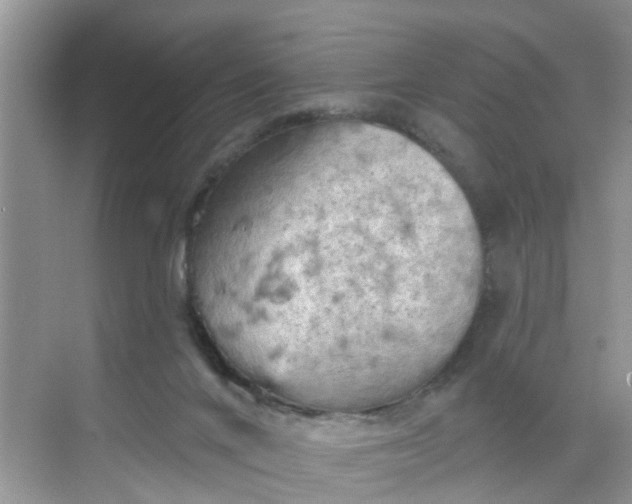 X0000068740024200605121555