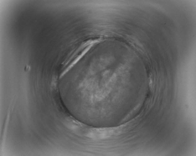 X0000068740033200605121555