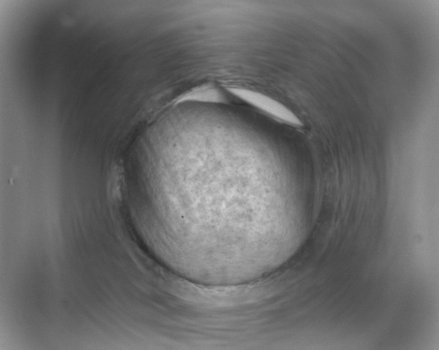 X0000068740038200605121555