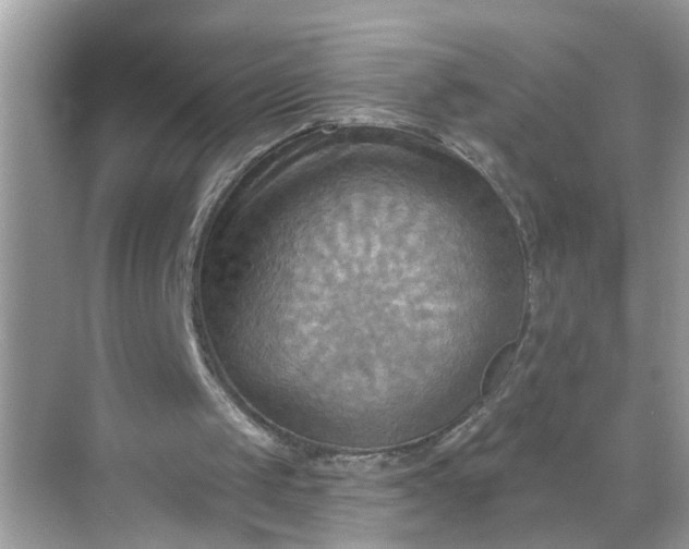 X0000068740049200605121554