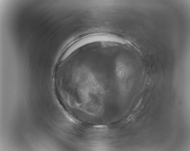 X0000068740053200605121554