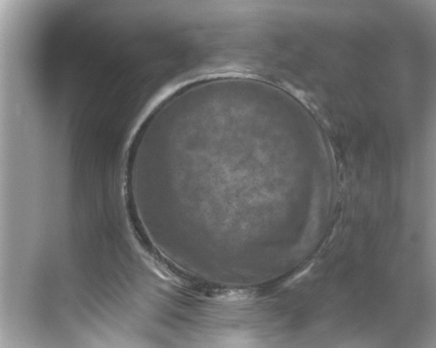 X0000068740056200605121554