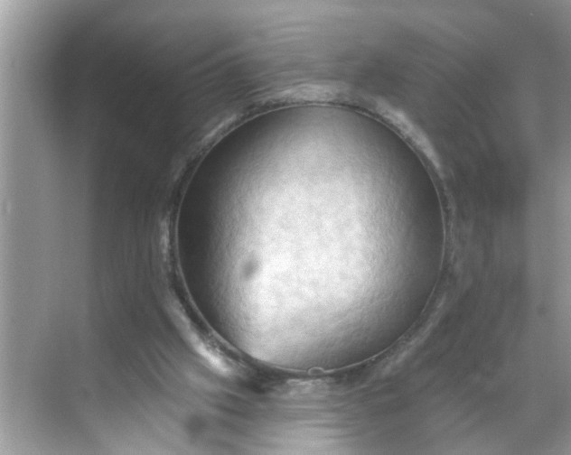 X0000068740057200605121554