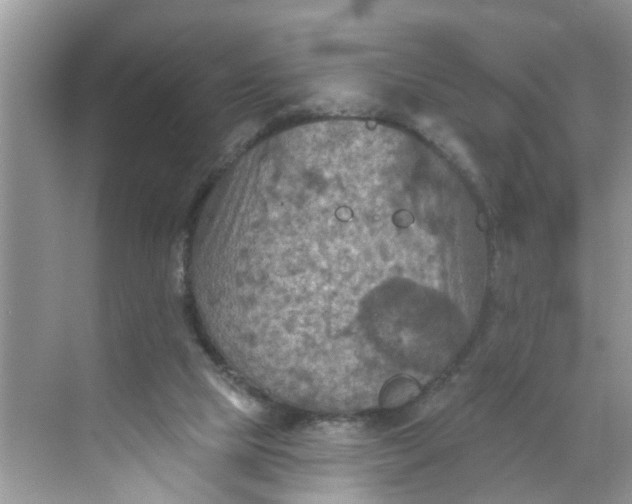 X0000068740065200605121554