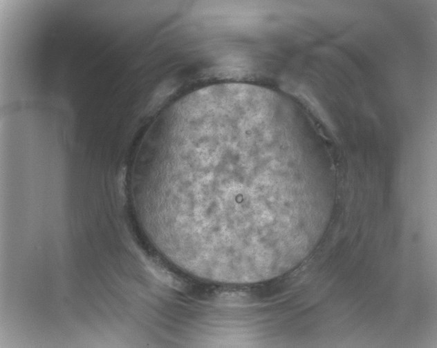 X0000068740066200605121554