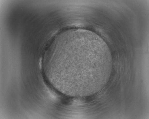 X0000068740070200605121555