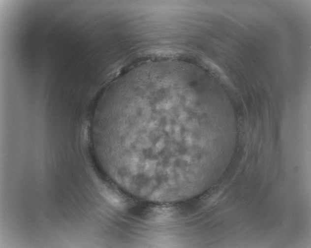 X0000068740071200605121555