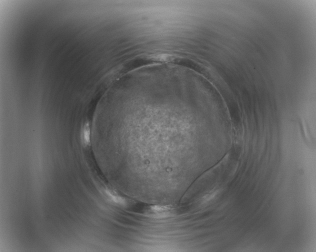 X0000068740095200605121555