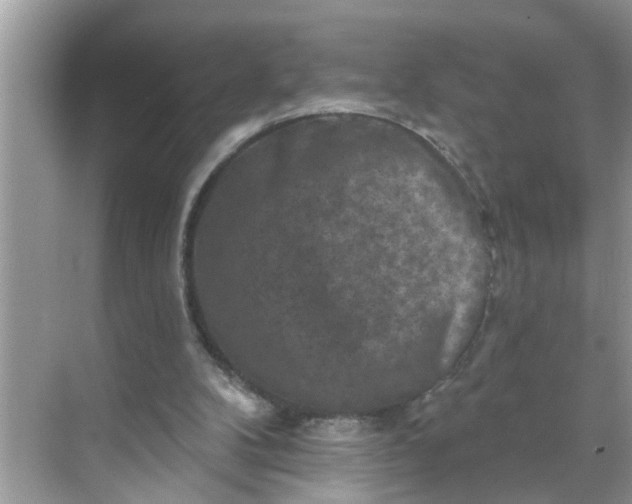 X0000068740104200605121554