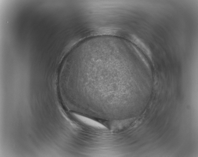 X0000068740107200605121554