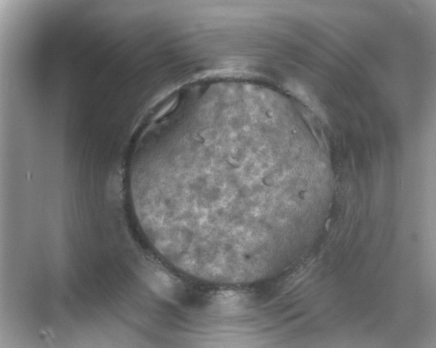 X0000068740111200605121554