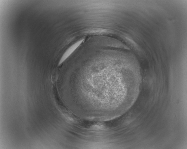 X0000068740119200605121554