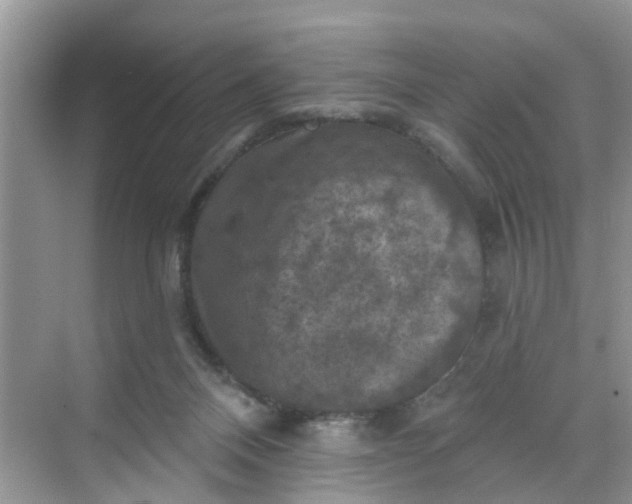 X0000068740120200605121554