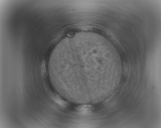 X0000068740128200605121554