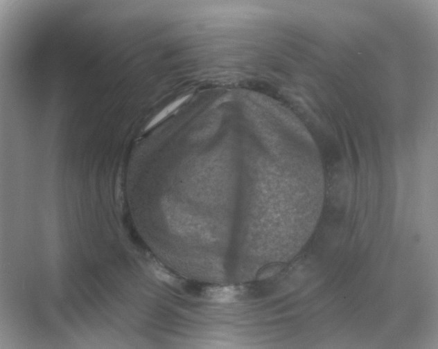 X0000068740131200605121554