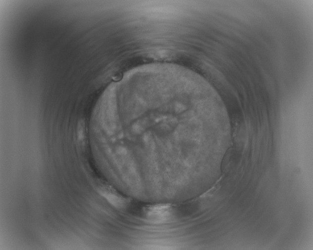 X0000068740132200605121554