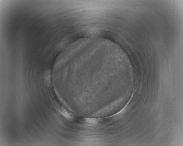 X0000068740144200605121553