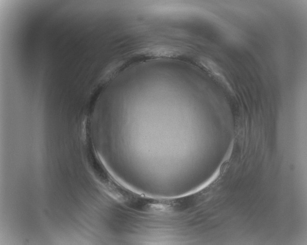 X0000068740167200605121553