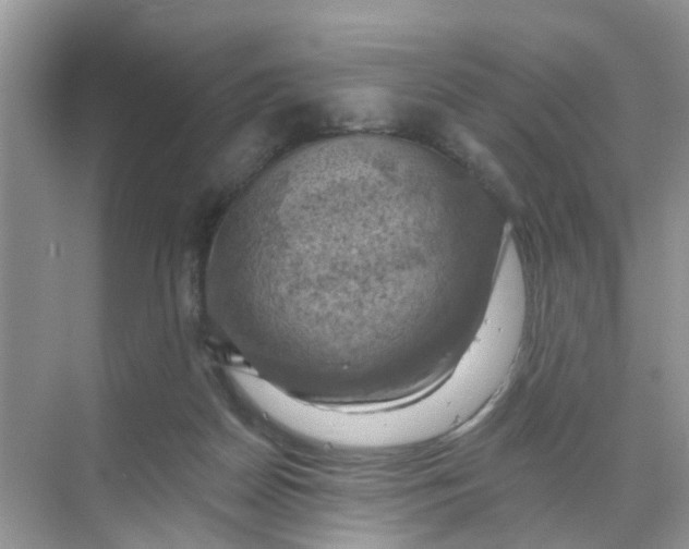 X0000068740170200605121553