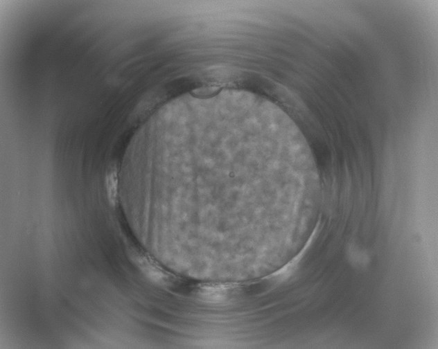 X0000068740190200605121553