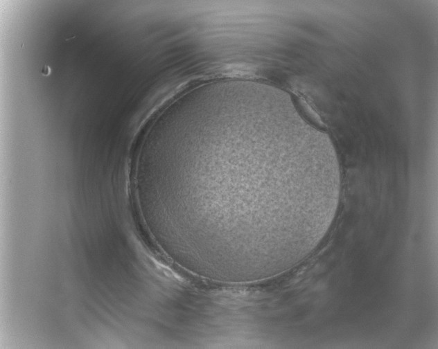 X0000068740194200605121553