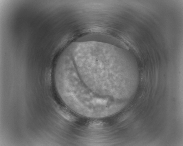 X0000068740206200605121552