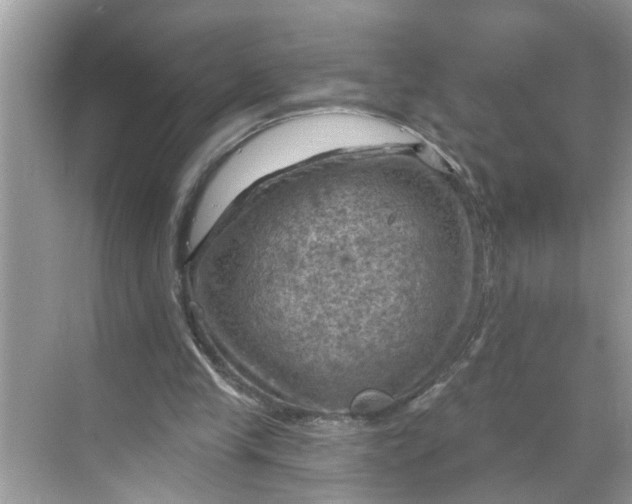 X0000068740245200605121551