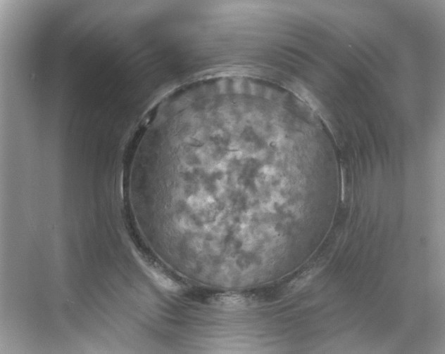 X0000068740253200605121551