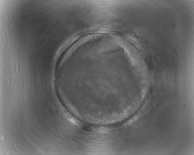 X0000068740293200605121551