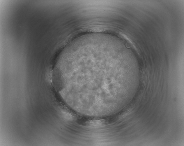 X0000068740307200605121551