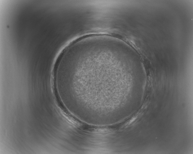 X0000068740342200605121549