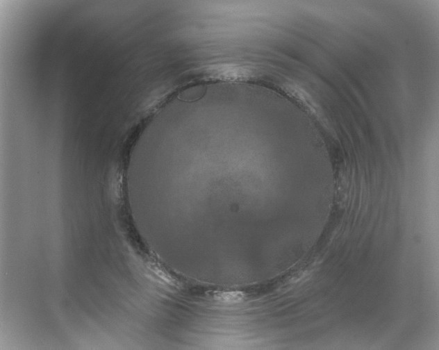 X0000068740355200605121550