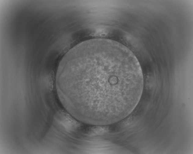 X0000068740370200605121550