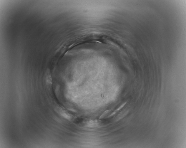 X0000068740384200605121550