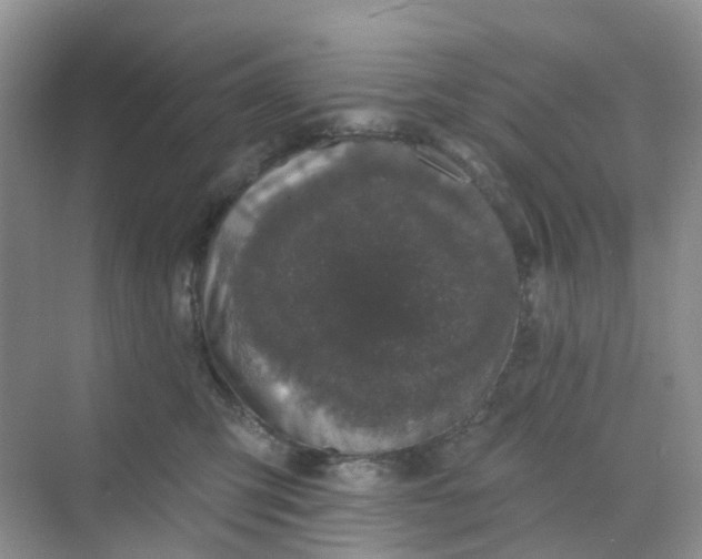 X0000068740423200605121549