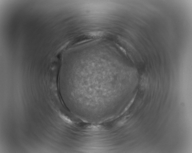 X0000068740428200605121549