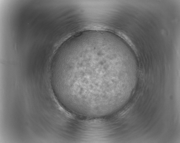 X0000068740433200605121548