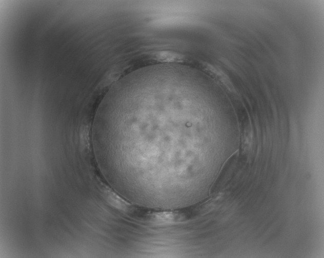 X0000068740473200605121548