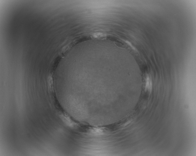 X0000068740523200605121547