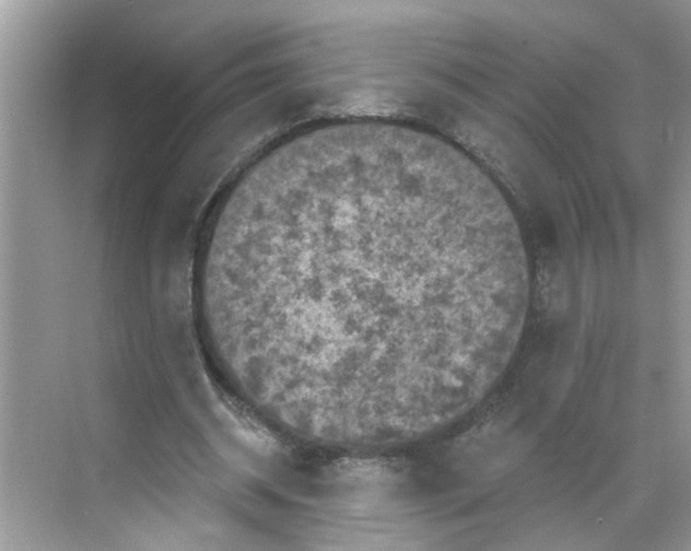 X0000068740534200605121546