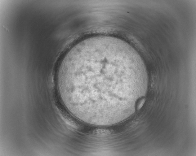 X0000068740636200605121545