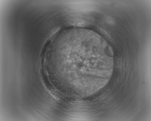 X0000068740738200605121543