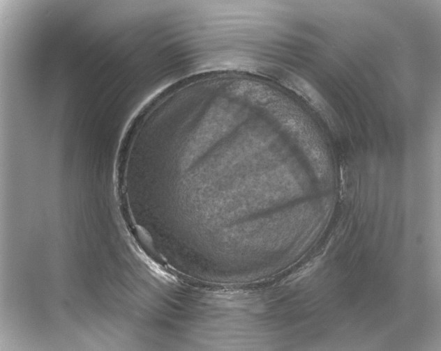 X0000068740780200605121543