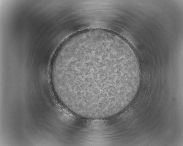 X0000068740832200605121542