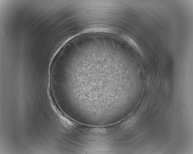 X0000068740844200605121542